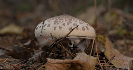 The parasol mushroom in the forest in autumn season. Macrolepiota procera, Close-upの写真素材