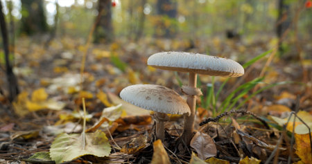 The parasol mushroom in the forest in autumn season. Macrolepiota procera, Close-upの写真素材