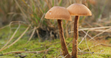 Mushrooms in the wild forest in autumn season. Close-upの写真素材
