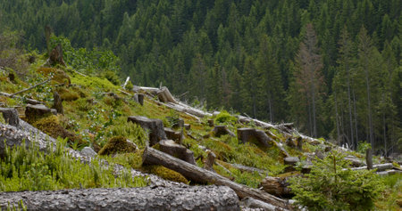 Felled forest in the Ukrainian Carpathians. Ecological catastrophy