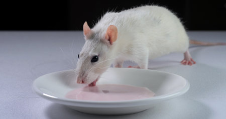 Close-up of a domestic white rat eating yogurt from a plateの写真素材