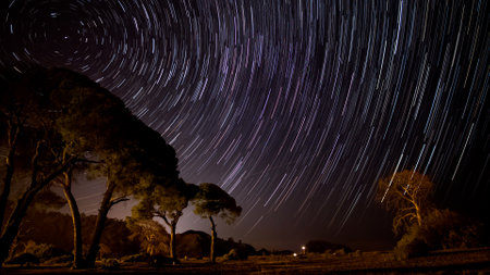 Star trails in the night sky over the trees. Stars move around a polar star.