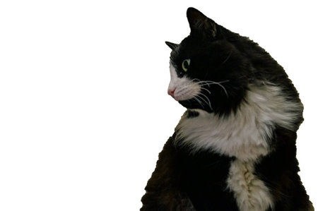 cat on a white background kittyの写真素材