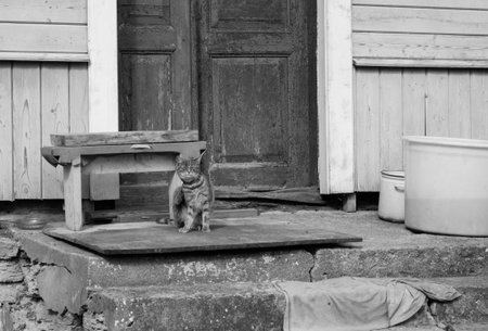 cat on a porch in the village.の写真素材