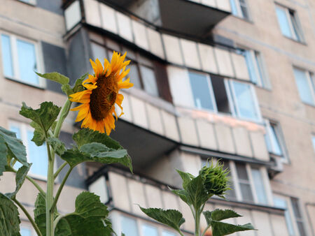 Sunflowers macroshooting against nine floor houses the house slightly not in focusのeditorial素材