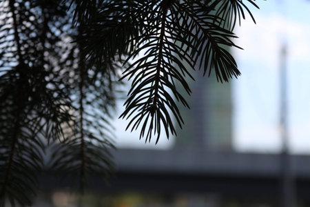 Blue spruce close up macroshooting summer day a dim backgroundの写真素材