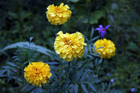 Yellow floversの写真素材