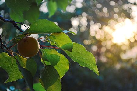 Apricot fruit in leavesの写真素材