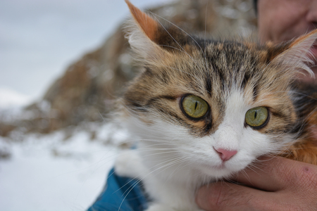 Beautiful cat in hand on the mountains backgroundの写真素材