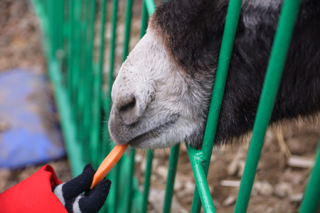 Feeding a wild donkey burro a carrot animal feed handout petting zoo farmの写真素材