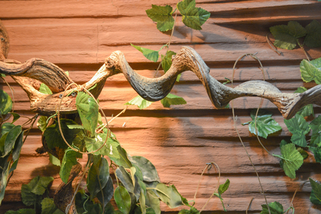 Branches and leaves decoration on wood background.の写真素材