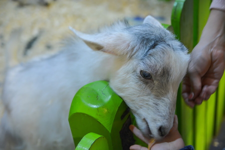 Happy goat eating food from hand in zoo. Selective focus. Close up.の写真素材