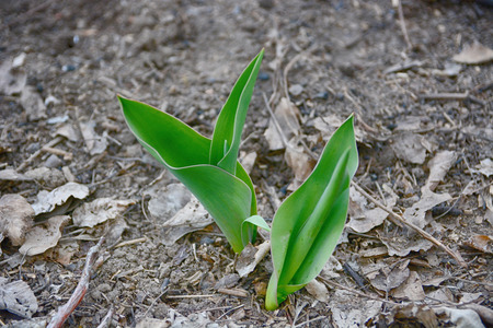 Tulip sprout on the ground.の写真素材