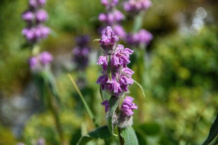 Purple wild flowers among green grass. Selective focus.の写真素材