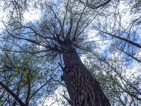 tree