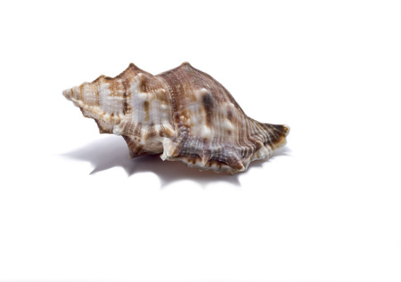 Seashell on a white background for isolation