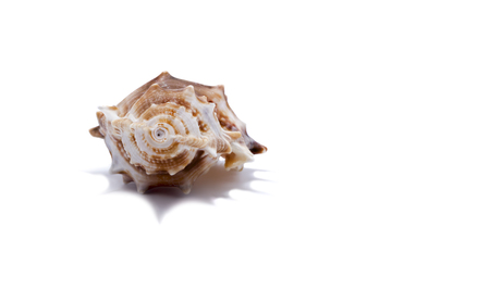 Seashell on a white background for isolationの写真素材