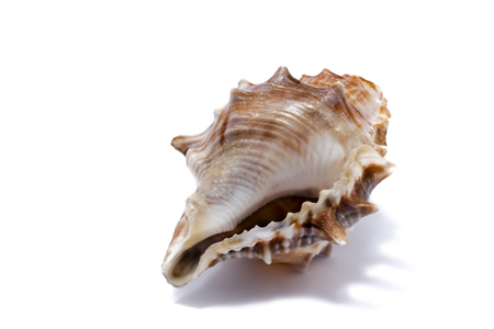 Seashell on a white background for isolationの写真素材