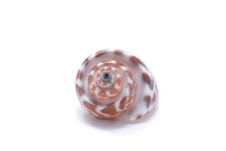 Seashell on a white background for isolationの写真素材