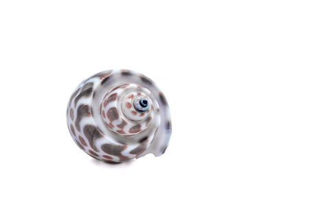 Seashell on a white background for isolationの写真素材