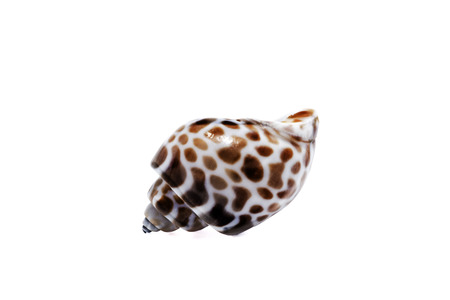 Seashell on a white background for isolationの写真素材
