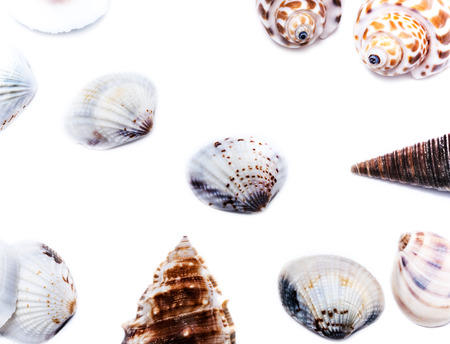 Seashell on a white background for isolationの写真素材