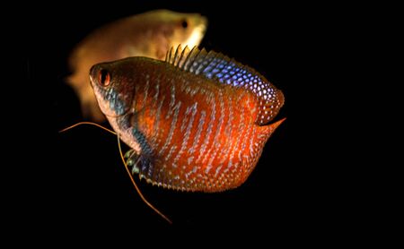 fresh water aquarium fish isolated on the black, blue, redの写真素材