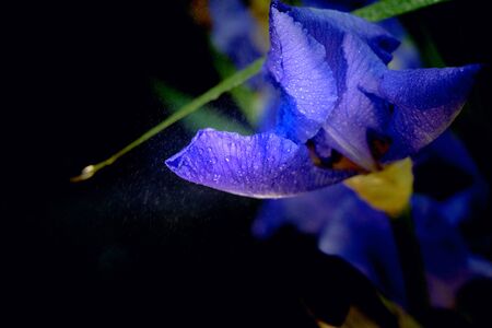 Iris in the rainの写真素材