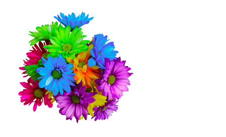 colourful Aster flowersの写真素材