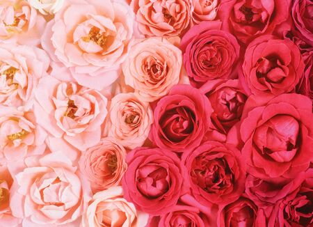 flowers wall background with amazing rosesの写真素材