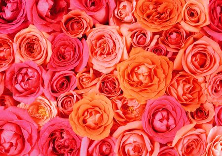 flowers wall background with amazing rosesの写真素材
