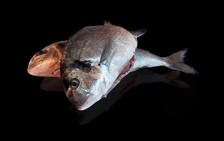 couple of fresh dorade fish isolated on white backgroundの写真素材