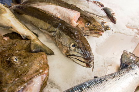 Fresh raw sea fishes on crushed ice