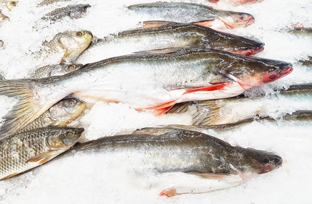 Fresh raw sea fishes on crushed iceの写真素材
