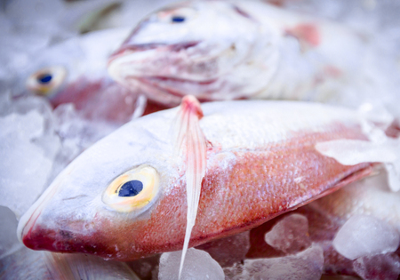 Fresh raw  sea fishes on crushed iceの写真素材
