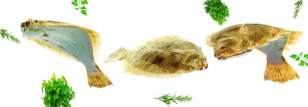 variety of fresh raw turbotfish isolated on white backgroundの写真素材