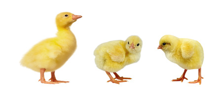 Adorable little chicks and gosling isolated on white backgroundの写真素材