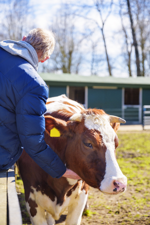 Man of farmer gently strokes the calf in cowshed on dairy farmの写真素材