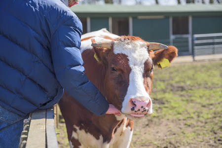 Man of farmer gently strokes the calf in cowshed on dairy farmの写真素材