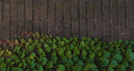 Climbing ivy. Green ivy plant growing on old brick wall of abandoned house