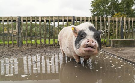 Pig in a dirty puddleの写真素材