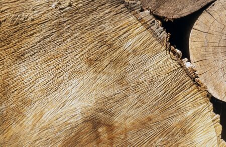 Log surface structure. Stumps and logs. Overexploitation leads to deforestation endangering...