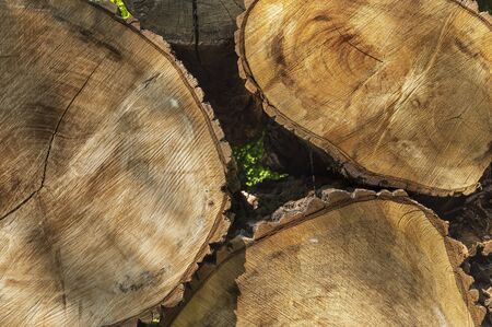 Log surface structure. Stumps and logs. Overexploitation leads to deforestation endangering environment and sustainability. Timber logging industry bannerの写真素材