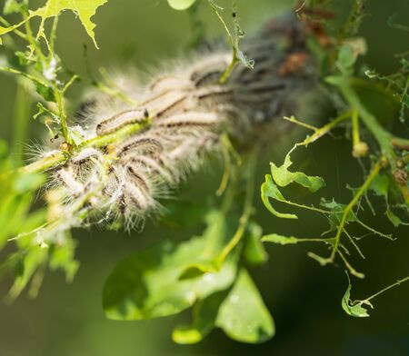 Nest oak processionary caterpillar (Thaumetopoea processionea) in an oak tree. Poisonous hairs are...