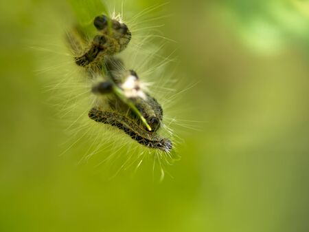 Nest oak processionary caterpillar (Thaumetopoea processionea) in an oak tree. Poisonous hairs are...