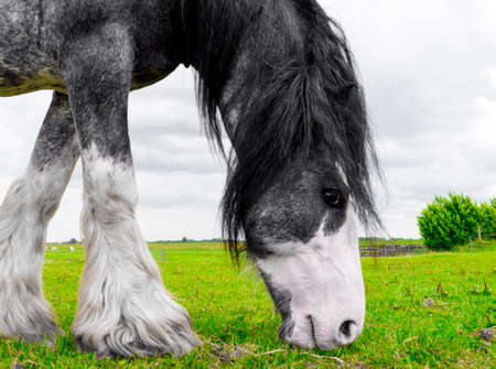 Rural landscape. Beautiful Dutch Draft horse grazing in a meadow in spring