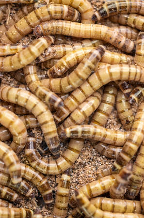 Group of worms Zophobas morio. Close up shooting of Worms. selective focus