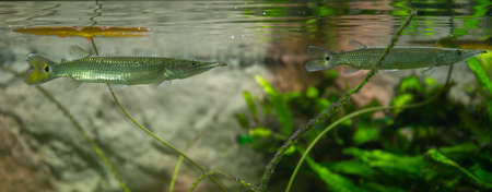 Pike Ctenolucius hujeta hunts small fish. Hujeta Gar Fish swims under the surface of the waterの写真素材