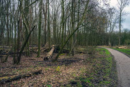 The consequences of the hurricane.Toppled trees trunk in the forest after a storm.