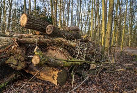 Stumps and logs in the park. Timber logging industry banner